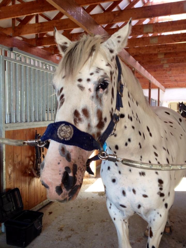 Knabstrupper Cibell [lånehest] - På staldgangen billede 27