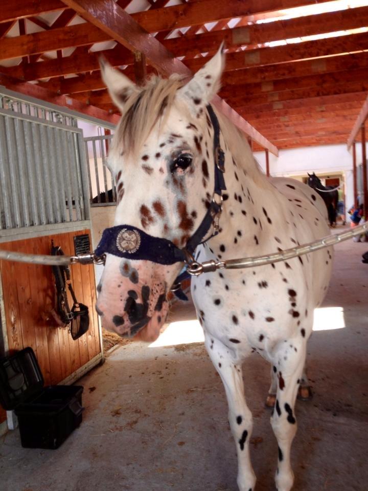 Knabstrupper Cibell [lånehest] - Træt pony billede 23