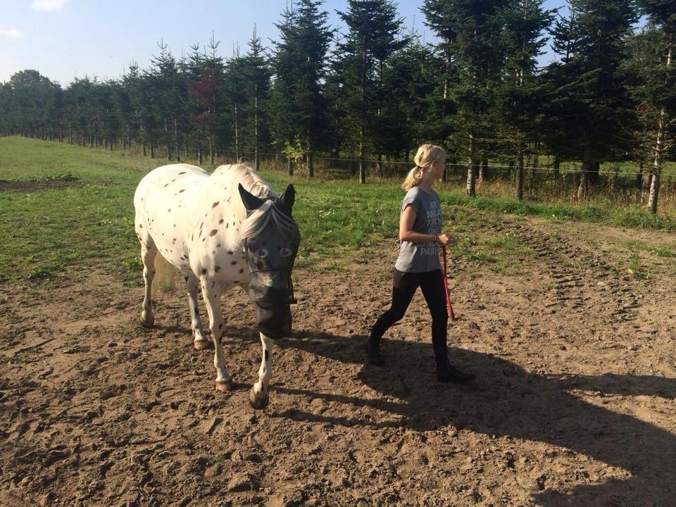 Knabstrupper Cibell [lånehest] - Cibell bliver hentet fra fold - Med fluemaske billede 30