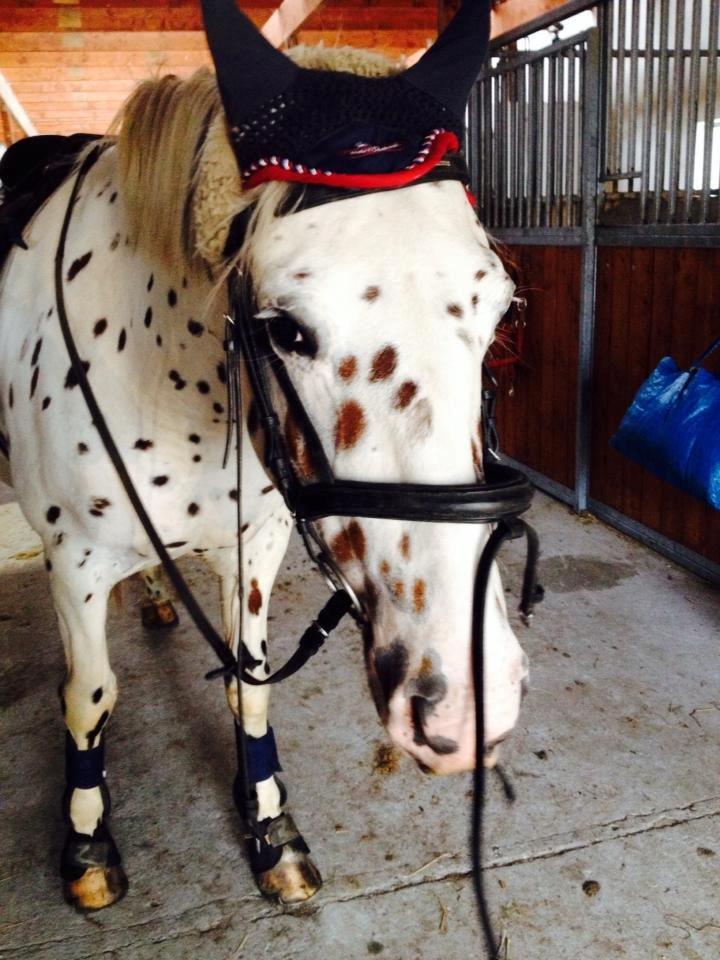 Knabstrupper Cibell [lånehest] - Med hut  billede 32