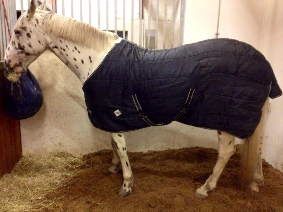 Knabstrupper Cibell [lånehest] - Godnat :):):):) billede 34