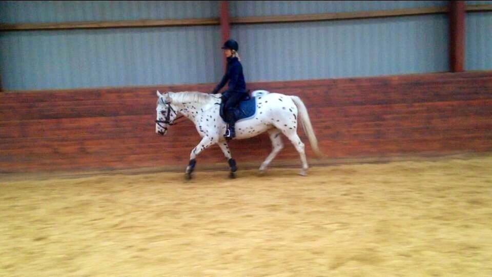 Knabstrupper Cibell [lånehest] - Dressur efter hendes skulderproblemer billede 25