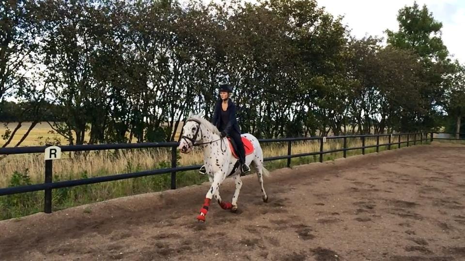 Knabstrupper Cibell [lånehest] - Lidt hidsig pony :P billede 28