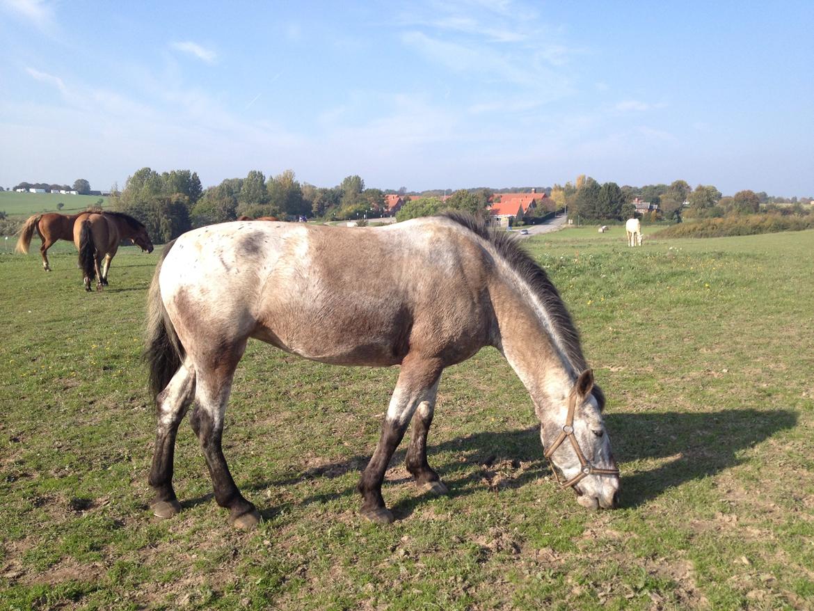 Knabstrupper Molly - Meget beskidt pony billede 19