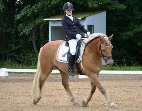 Haflinger Aurel II billede 12