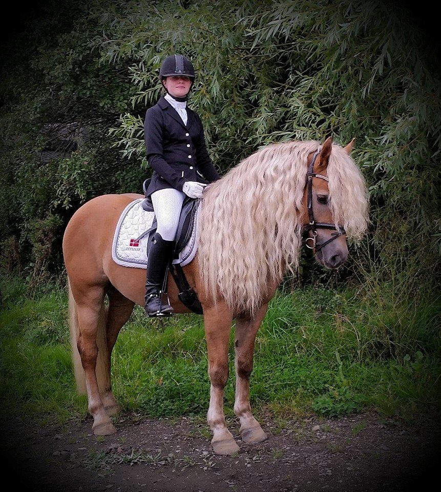 Haflinger Aurel II billede 10