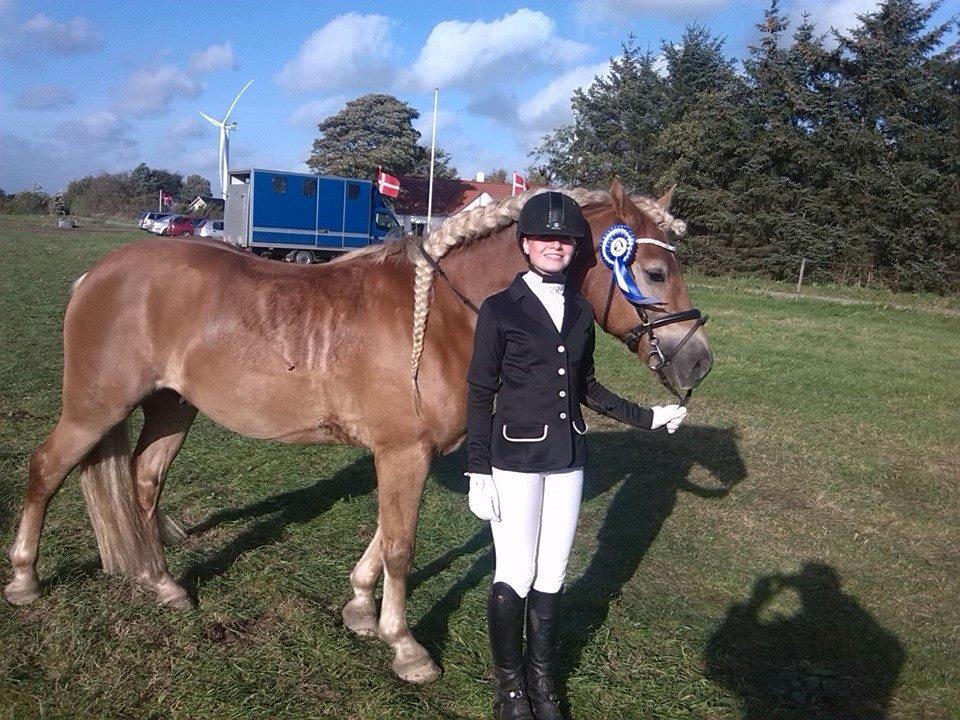 Haflinger Aurel II billede 13