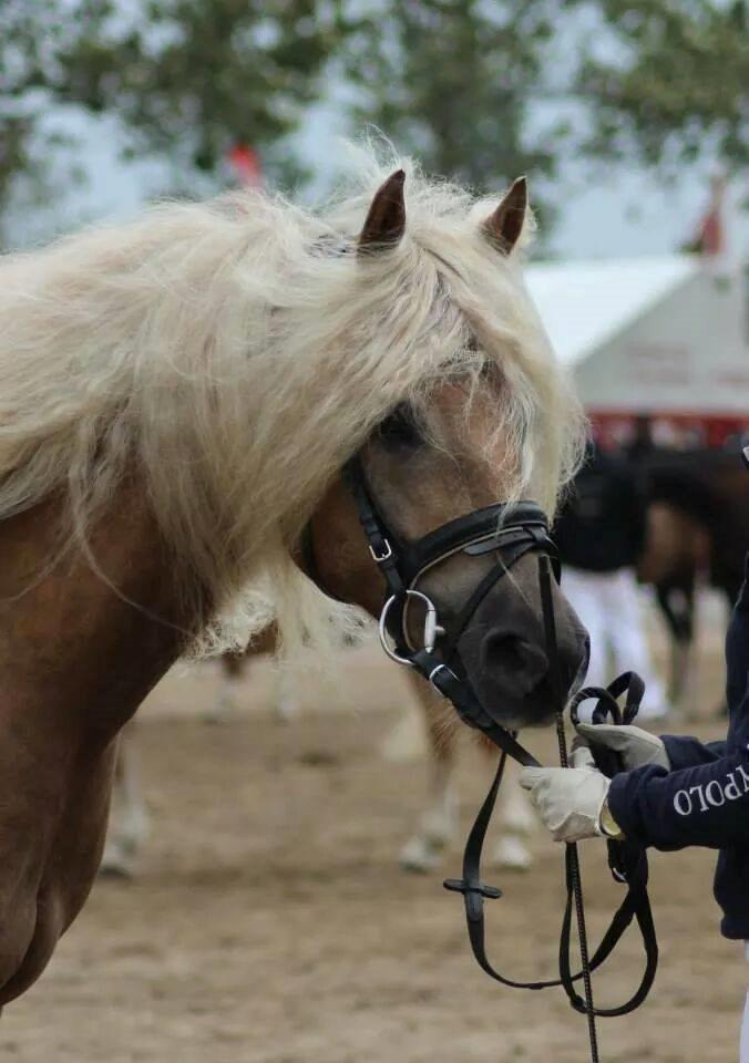Haflinger Aurel II billede 11