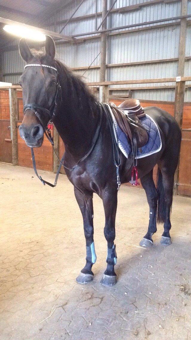 Fuldblod (XX) Timo billede 7