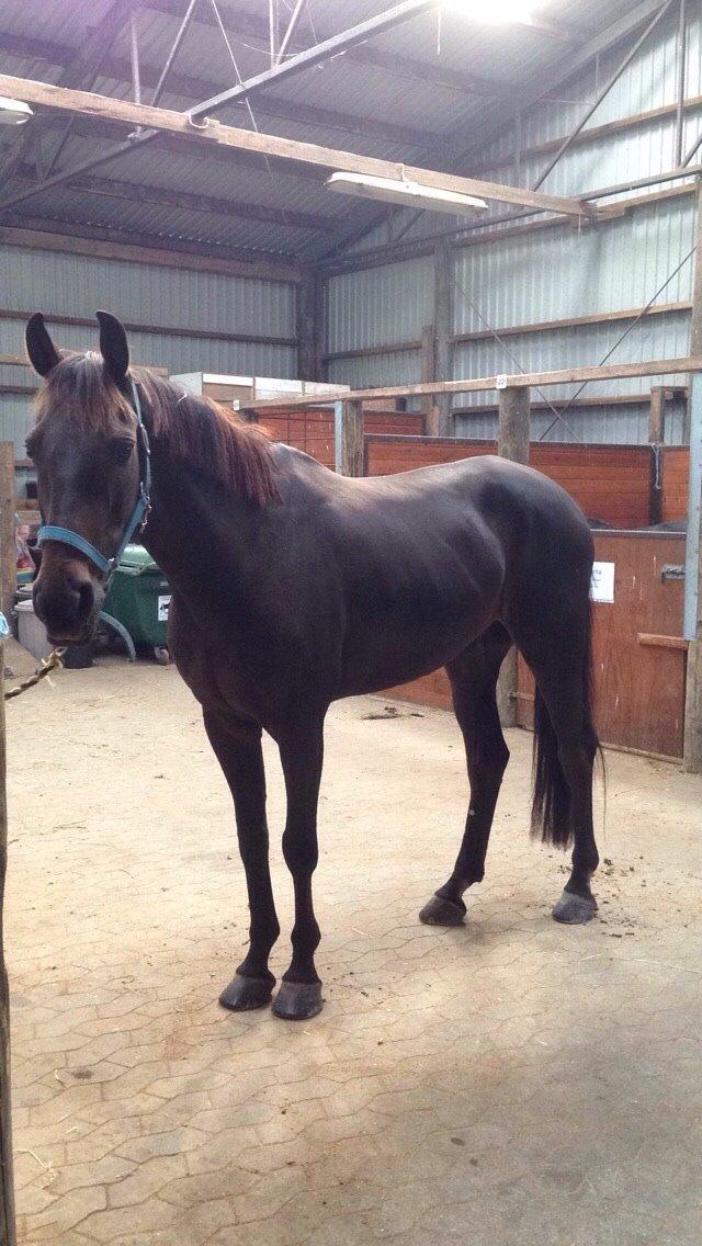 Fuldblod (XX) Timo billede 9