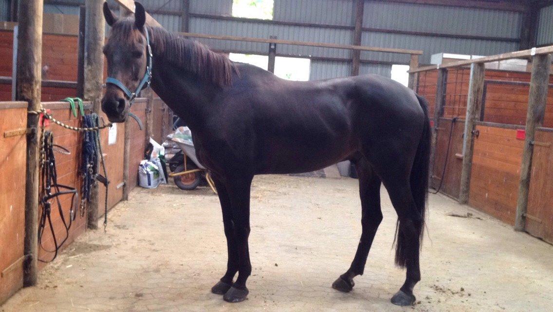 Fuldblod (XX) Timo billede 13