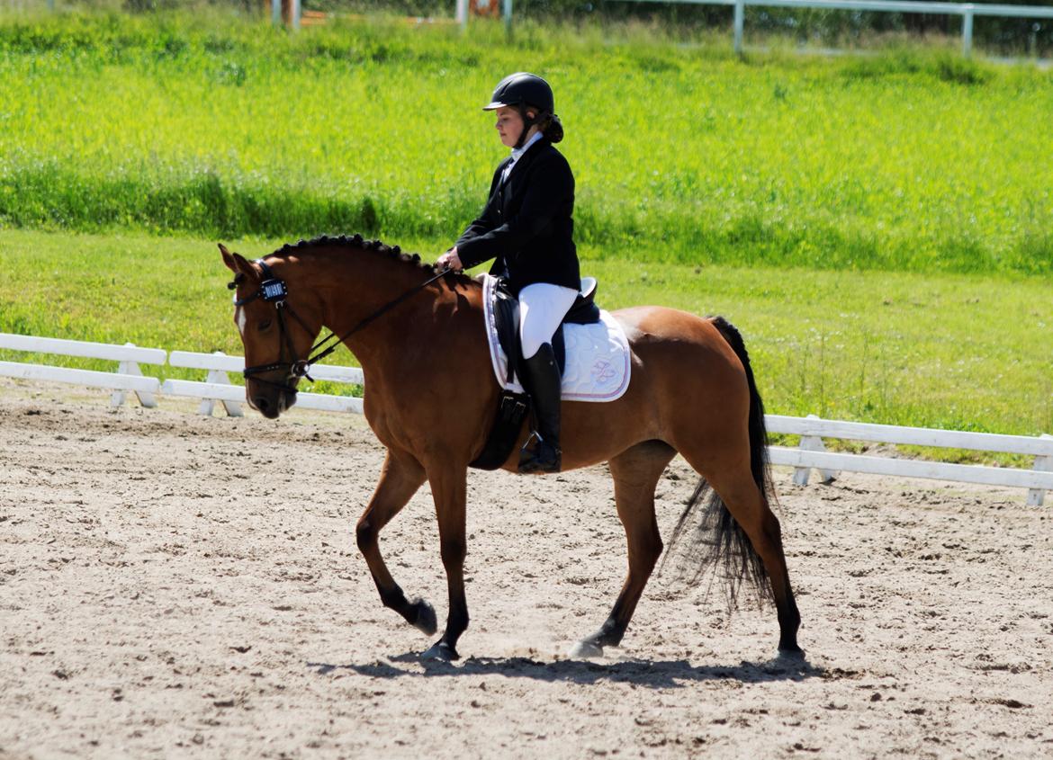 Anden særlig race helleruphus Celeste //MY SOULMATE!<3// - stævne i Holbæk. Taget af Foss foto. billede 14