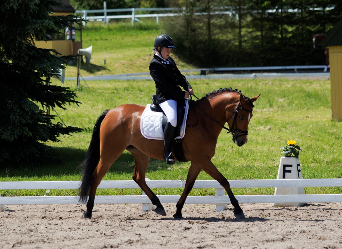 Anden særlig race helleruphus Celeste //MY SOULMATE!<3// - stævne i holbæk. taget af Foss foto billede 4