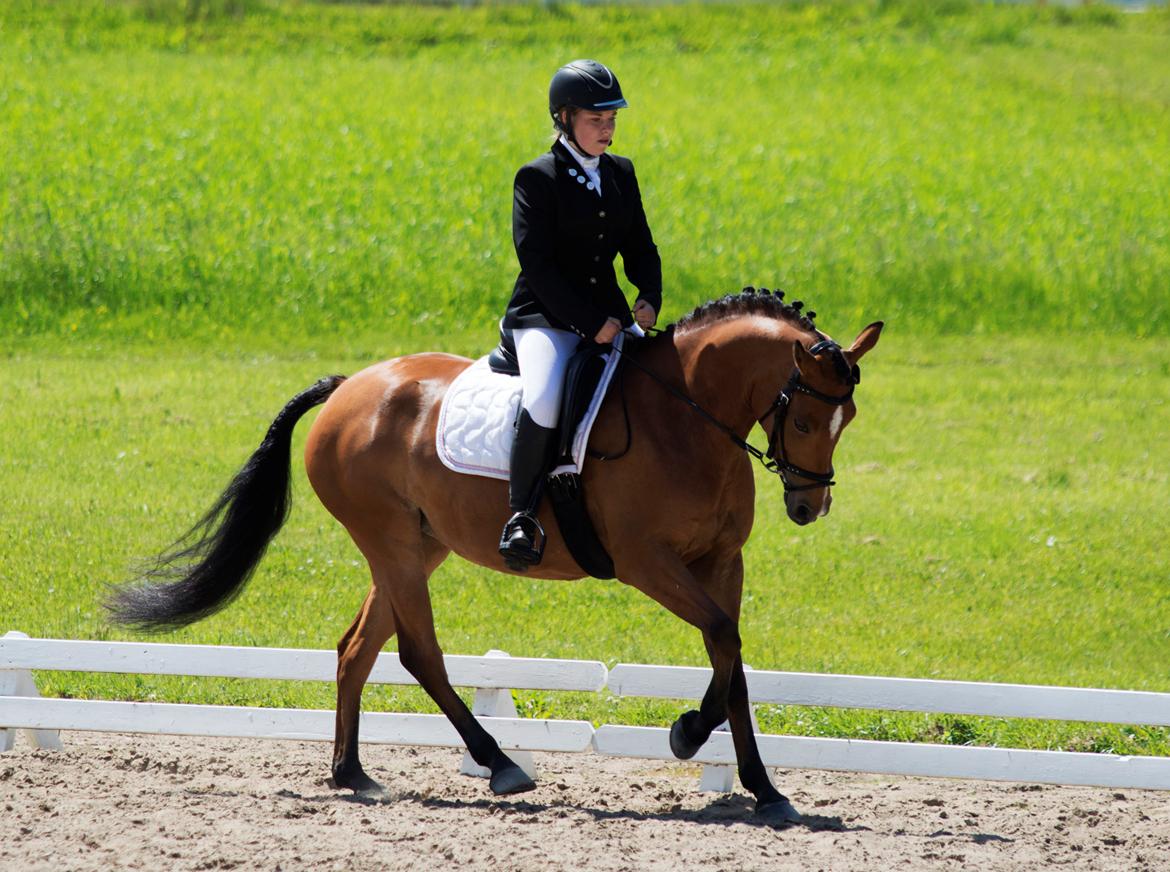 Anden særlig race helleruphus Celeste //MY SOULMATE!<3// - Stævne i Holbæk. Taget af Foss foto. billede 18