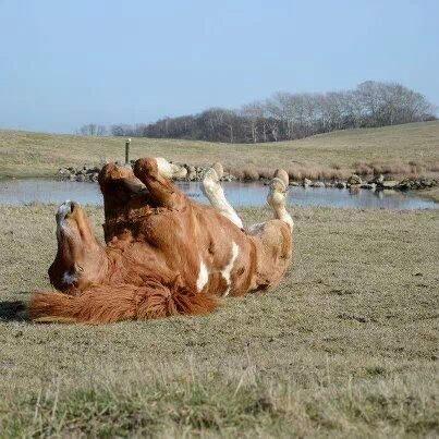 Islænder Heiti fra Nekselø billede 2