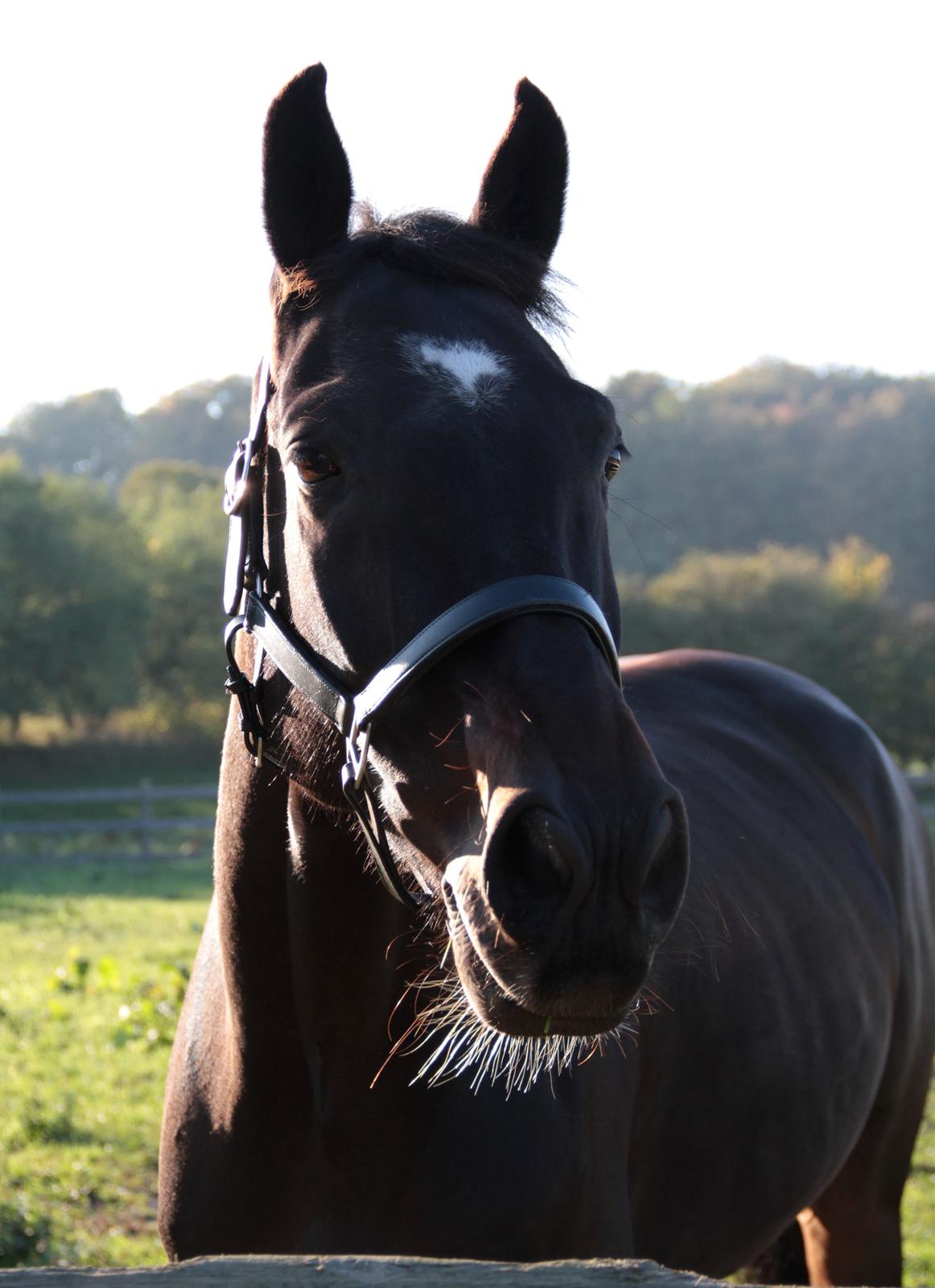Anden særlig race Lover boy - Velkommen til Lover Boy (i daglig tale kaldet Baloo) <3  billede 1