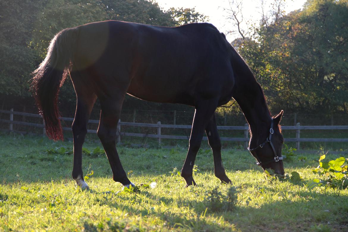 Anden særlig race Lover boy billede 12