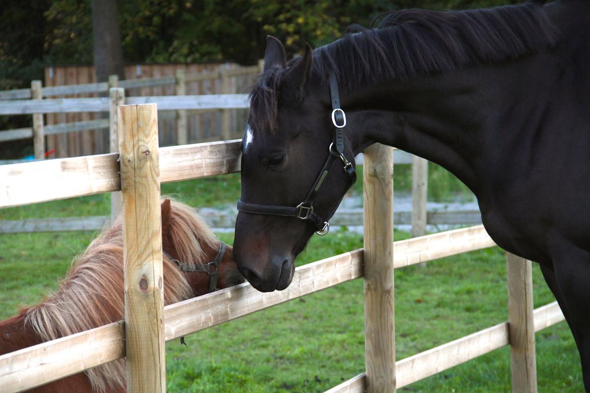 Anden særlig race Lover boy - Baloos bedste ven  billede 9