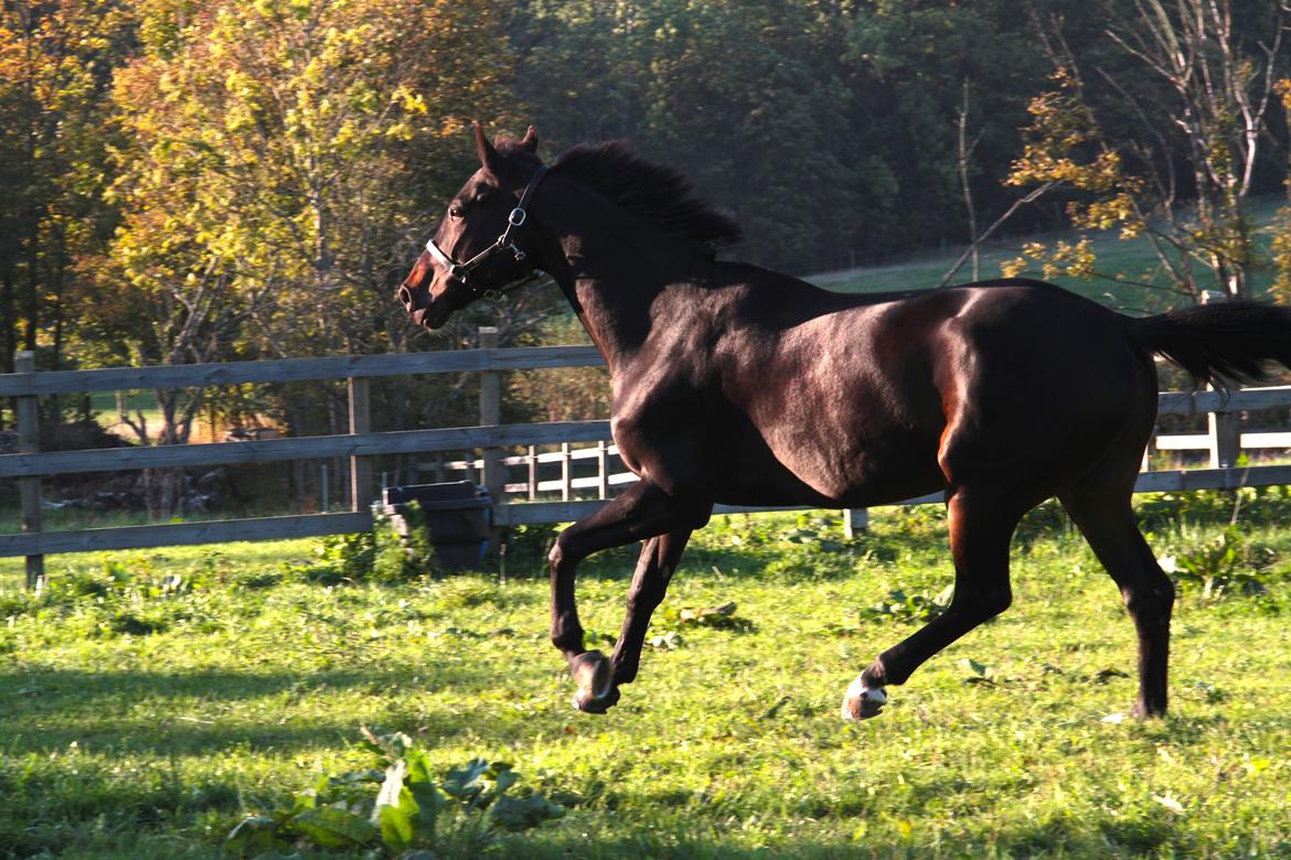 Anden særlig race Lover boy - Oktober 2014 billede 6