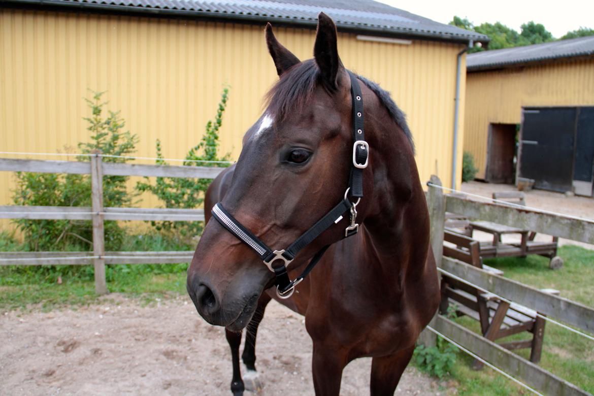 Anden særlig race Lover boy - August 2014 billede 8