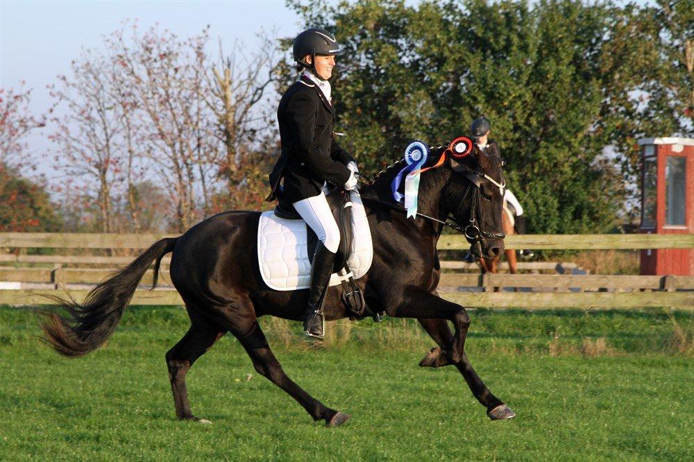 New Forest Skovlundegårds Quality SOLGT billede 3