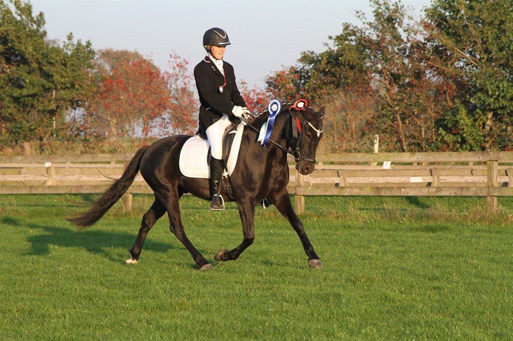 New Forest Skovlundegårds Quality SOLGT billede 11