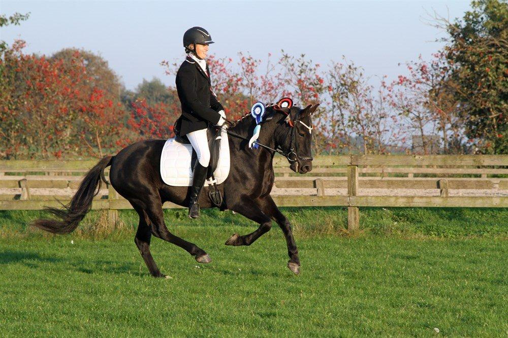 New Forest Skovlundegårds Quality SOLGT billede 13