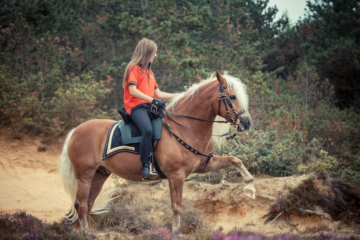 Haflinger WELTENSTOLZ - Billedet er taget af vor-die-linse og flere billeder kan ses på kullagulla.de billede 7