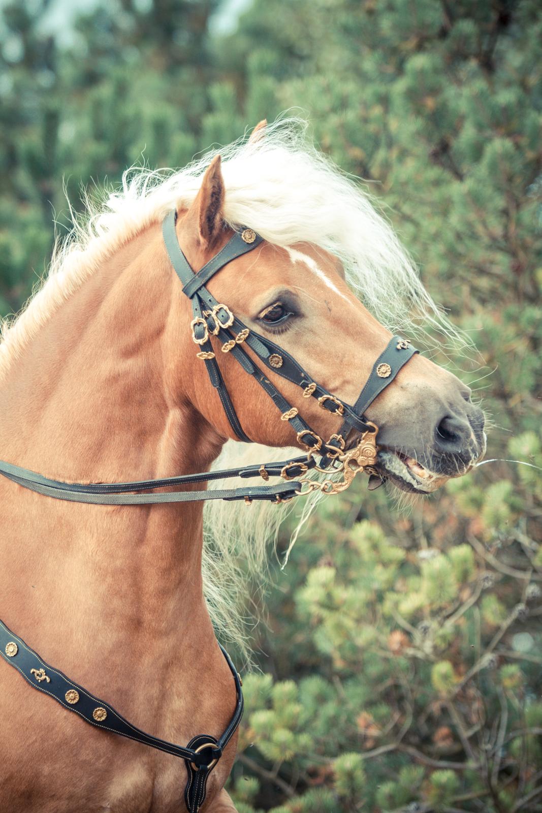 Haflinger WELTENSTOLZ - Billedet er taget af vor-die-linse og flere billeder kan ses på kullagulla.de billede 5