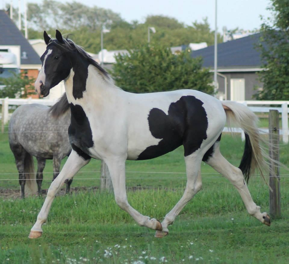 Anden særlig race Macha billede 3