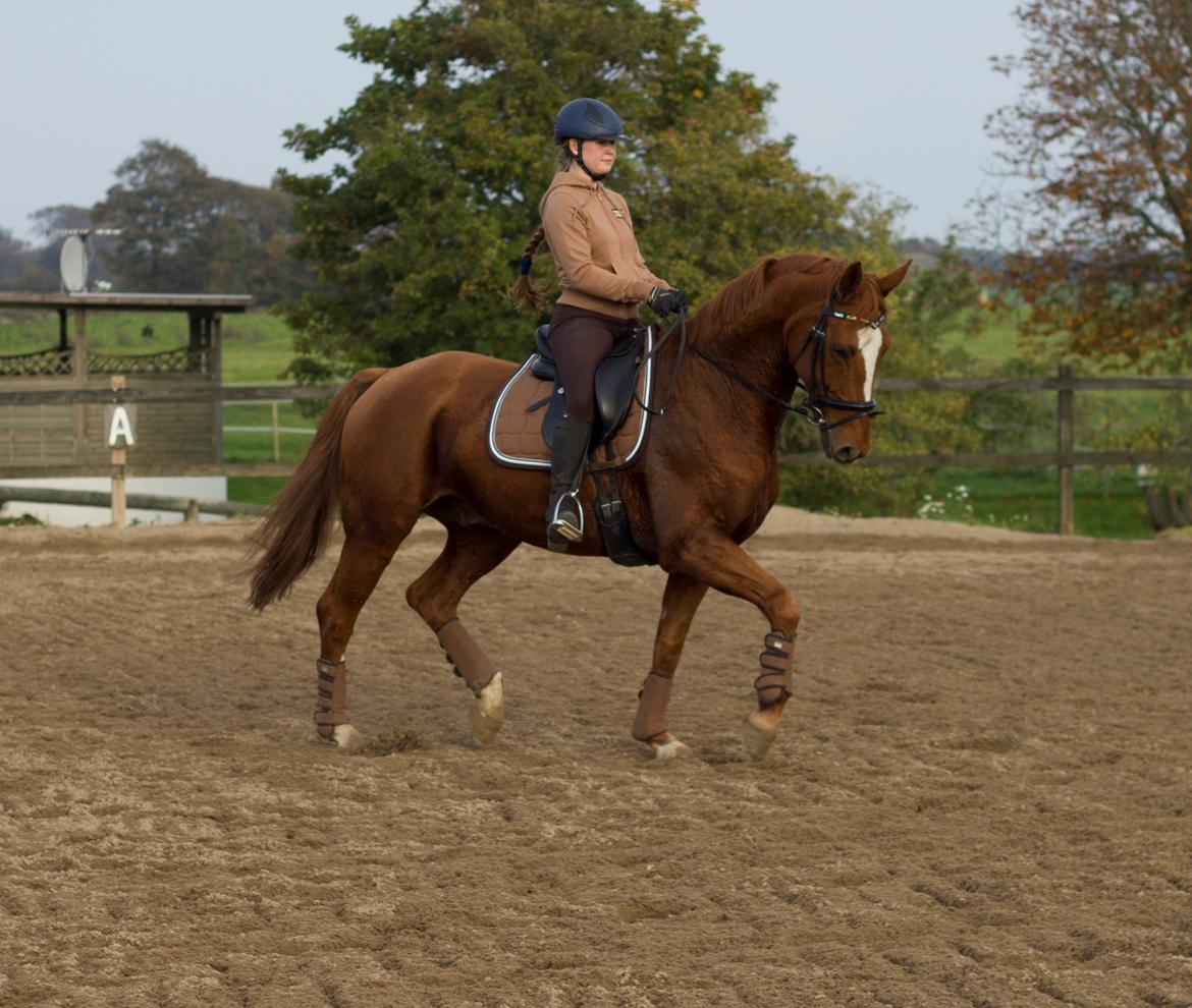 Dansk Varmblod Arion billede 11