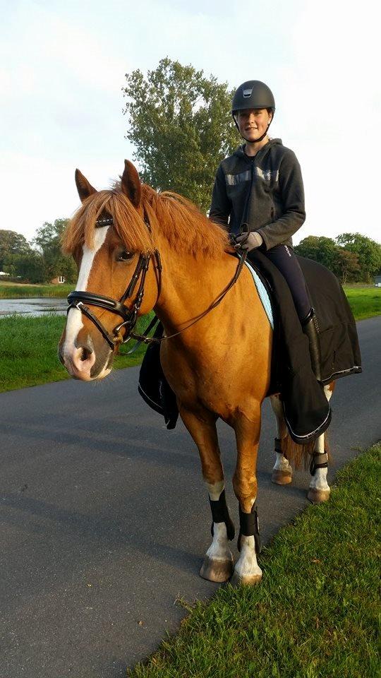 Irsk Sportspony Mr. Derwin <3 billede 14