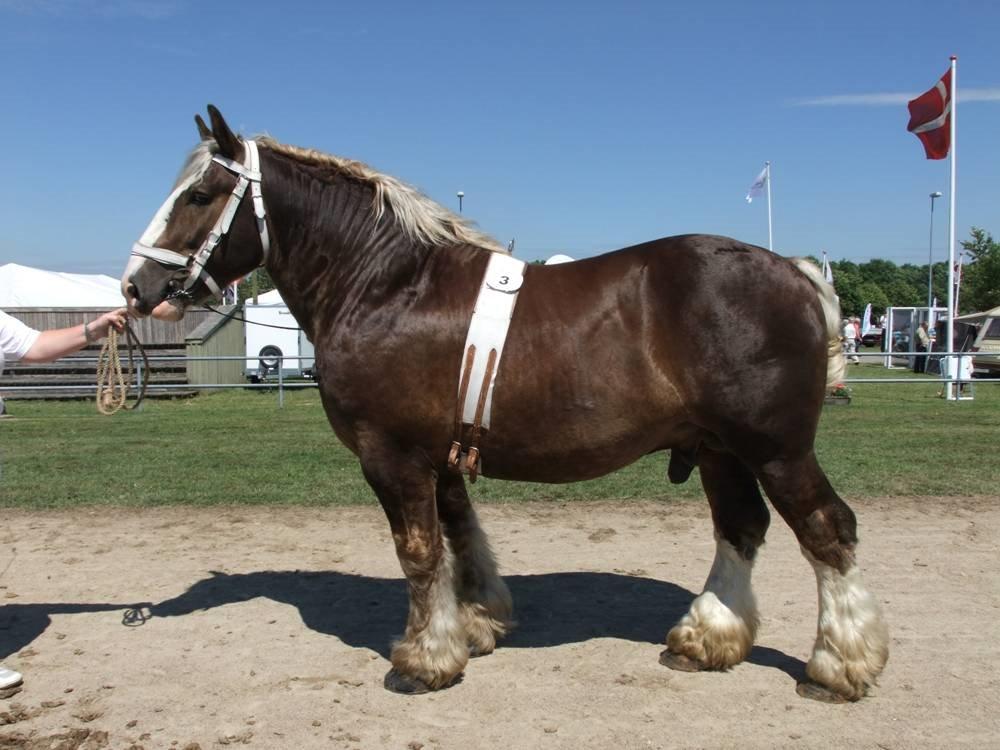 Jyde mikkel (avl) billede 1