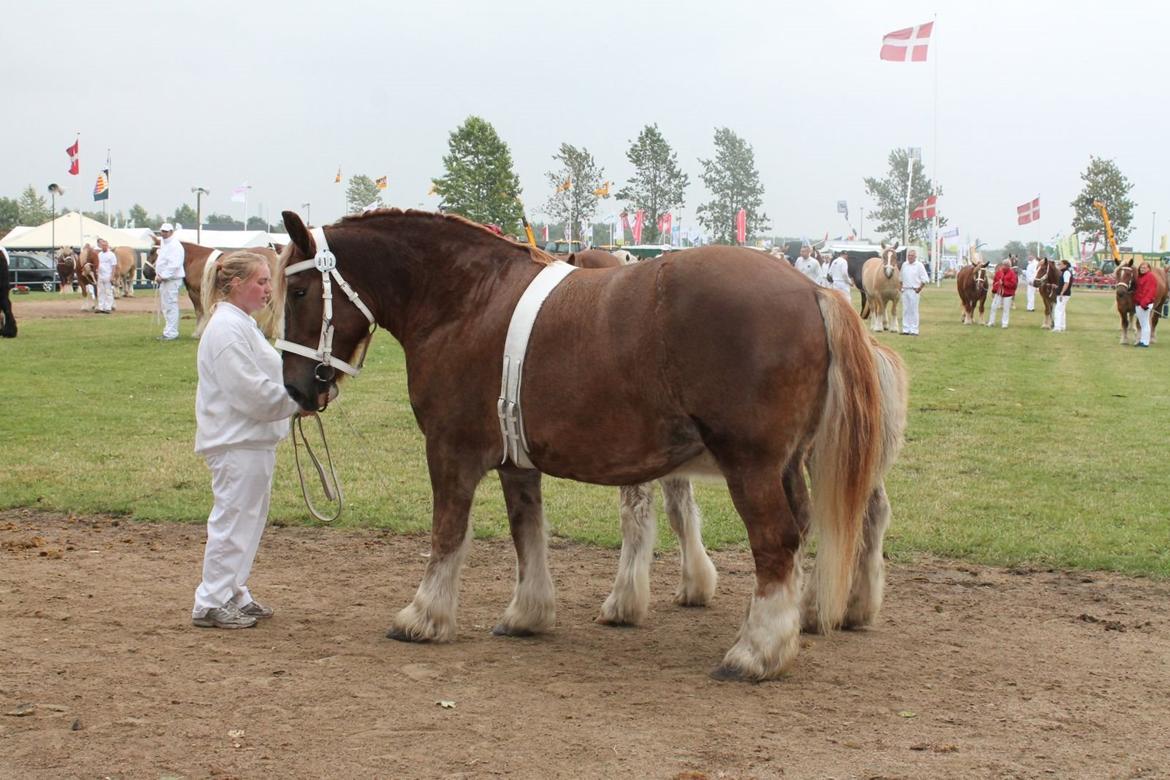 Jyde freja (avl) billede 3