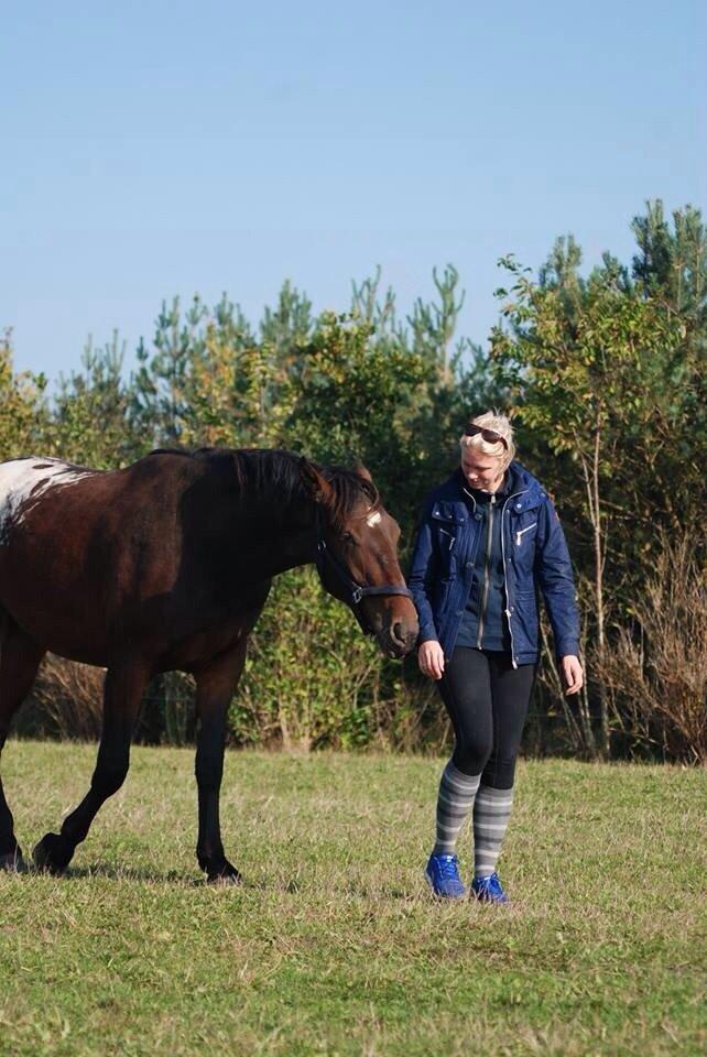 Knabstrupper Bertil af Dutterup billede 2