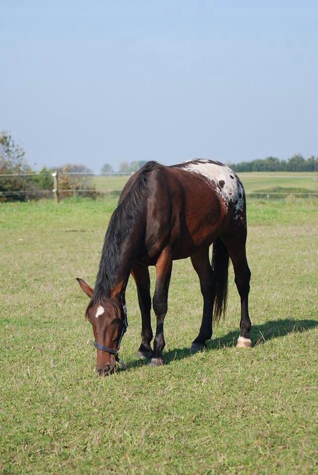 Knabstrupper Bertil af Dutterup billede 7