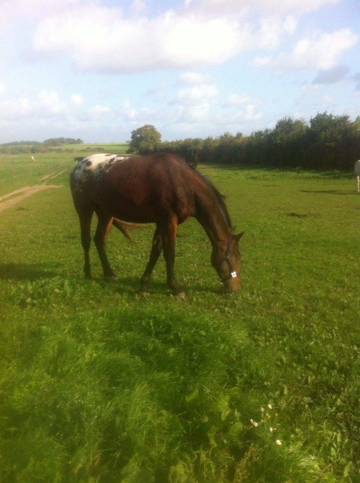 Knabstrupper Bertil af Dutterup billede 10