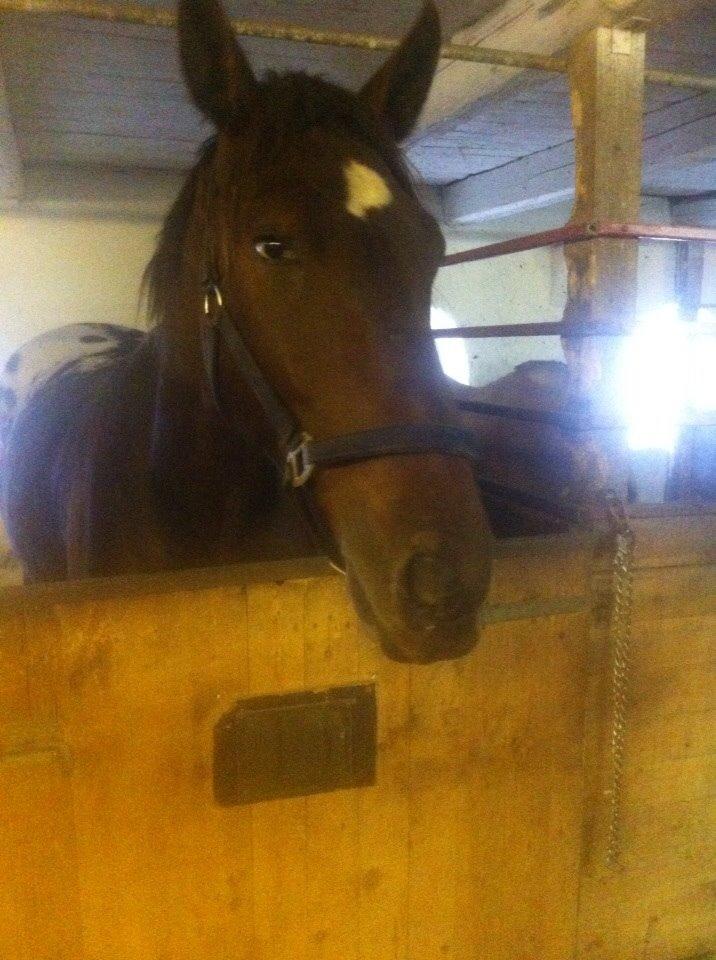 Knabstrupper Bertil af Dutterup billede 11