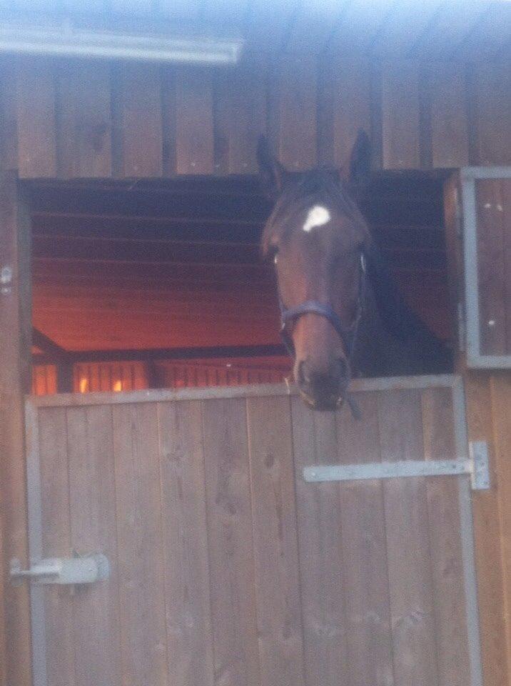 Knabstrupper Bertil af Dutterup billede 12