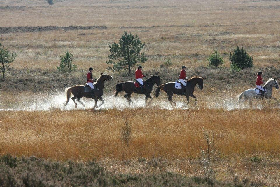 Dansk Varmblod Lucky ~ Lamaen ~ [Lånehest] billede 16