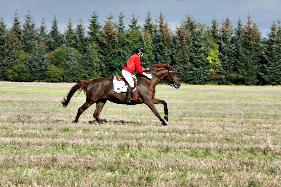 Dansk Varmblod Lucky ~ Lamaen ~ [Lånehest] - Hubertusjagt d. 12/10 '14 - 4. plads billede 17