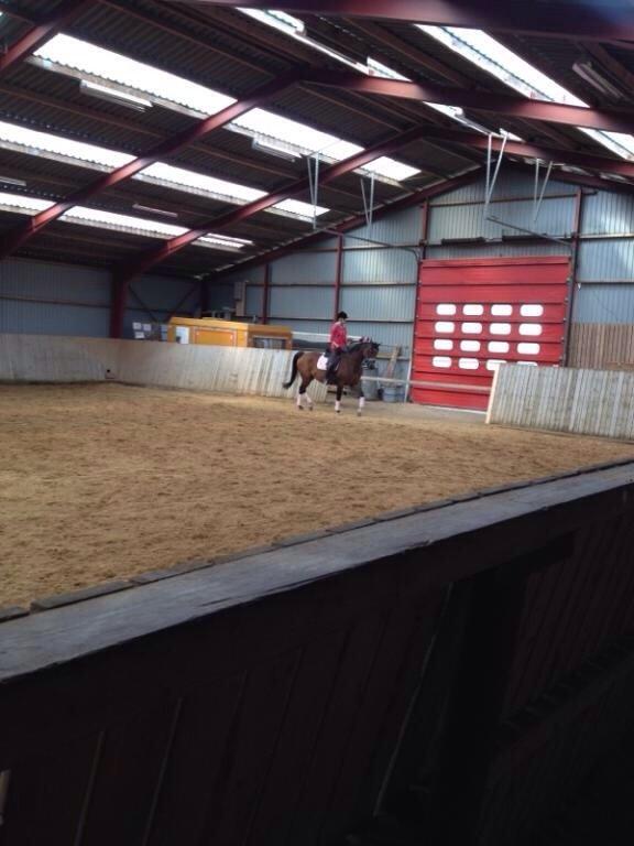 Trakehner Isis billede 6