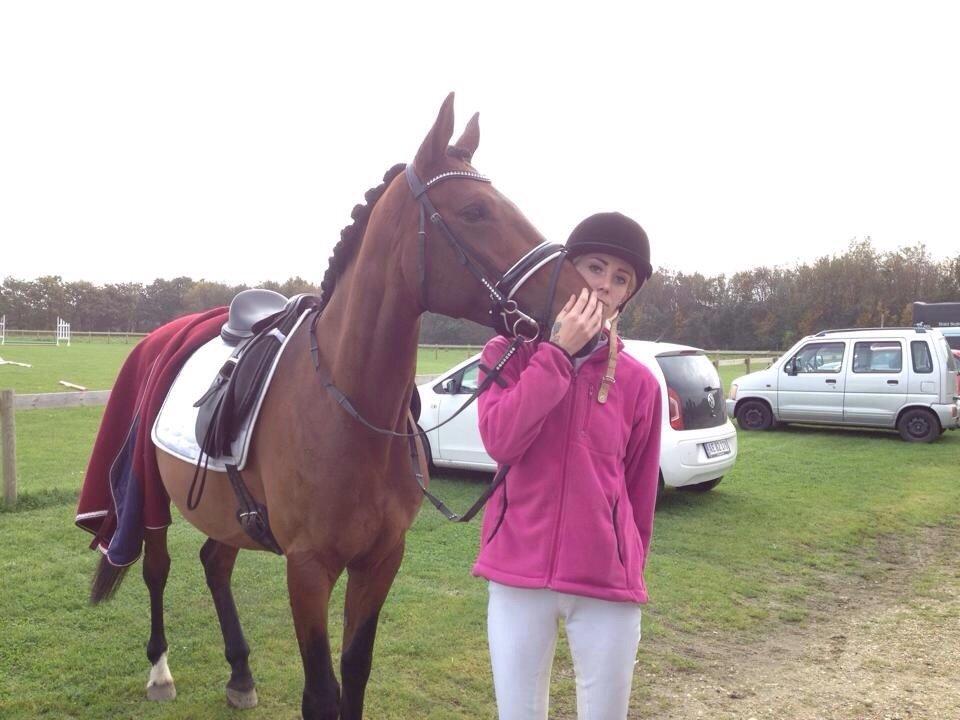 Trakehner Isis billede 7