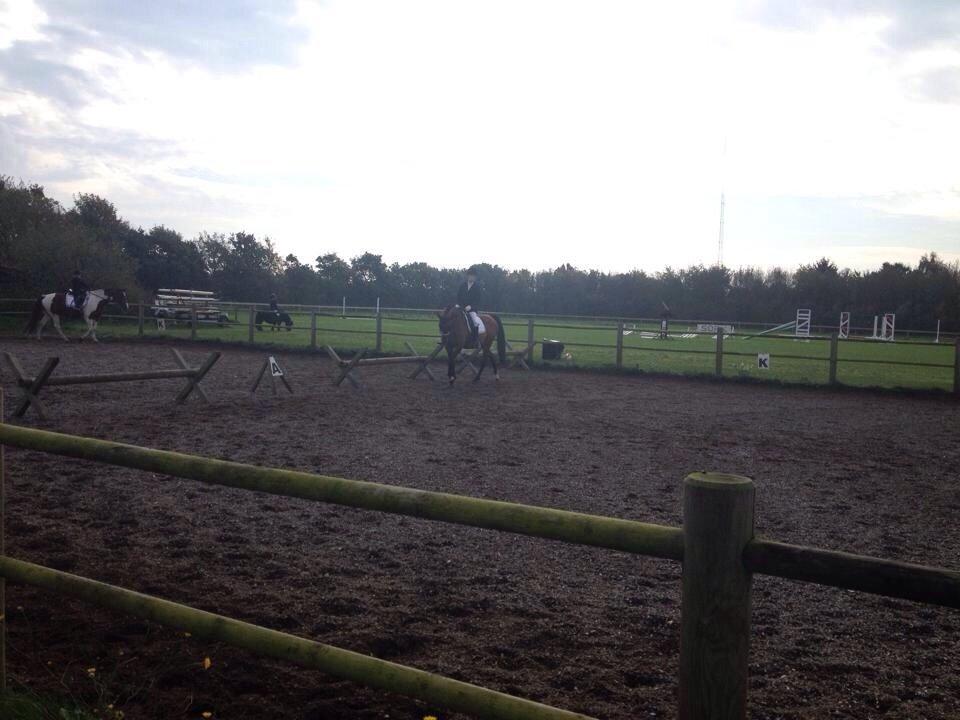 Trakehner Isis billede 9