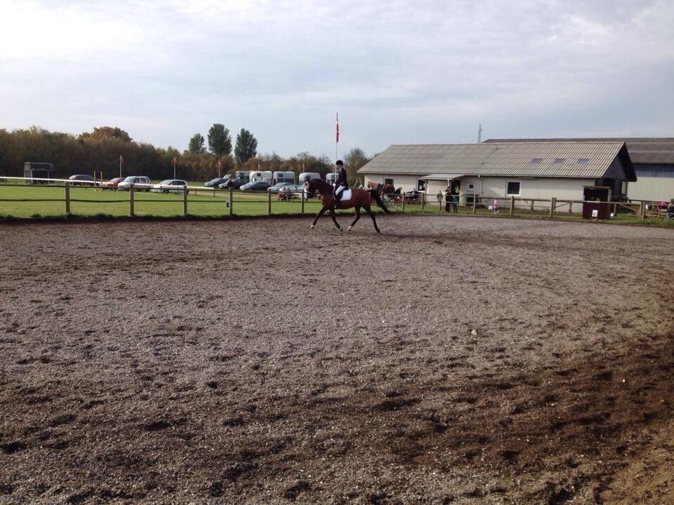 Trakehner Isis billede 11