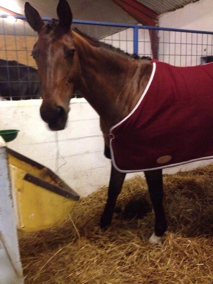 Trakehner Isis billede 14