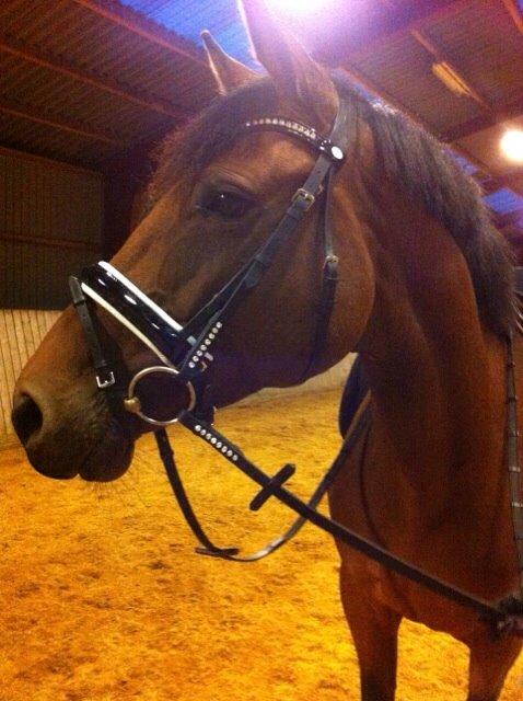 Trakehner Isis billede 15