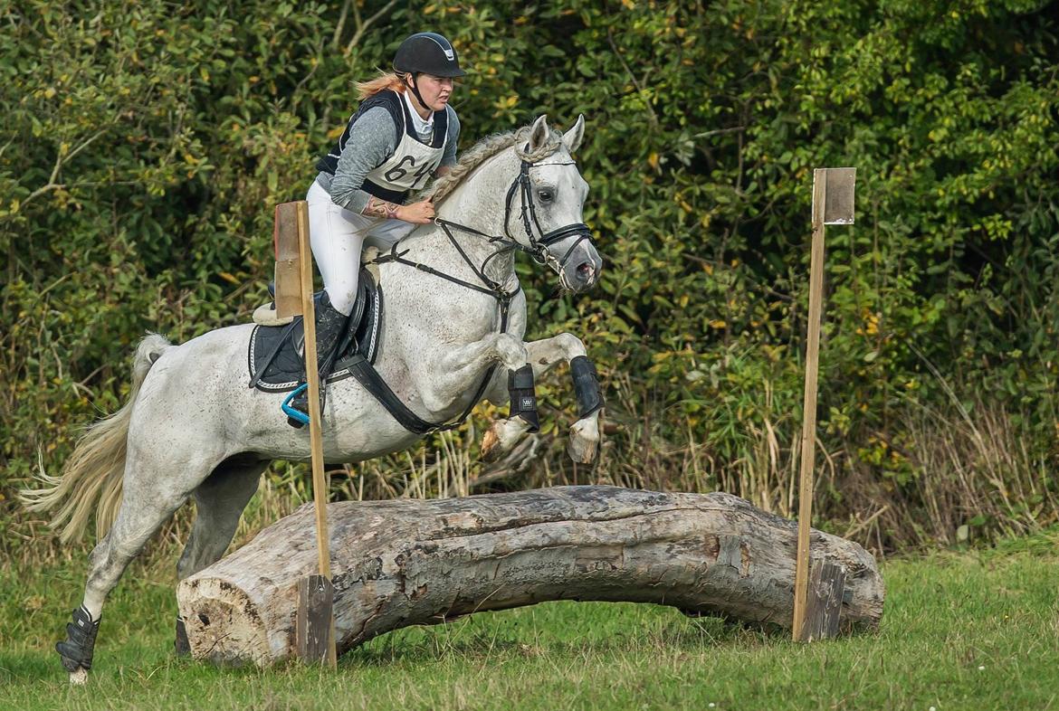 Arabisk fuldblod (OX) Shaklan Ibn Saskatoon - Mia Koch og Shaklan i CNC80. Foto: Heste-military photo. billede 11