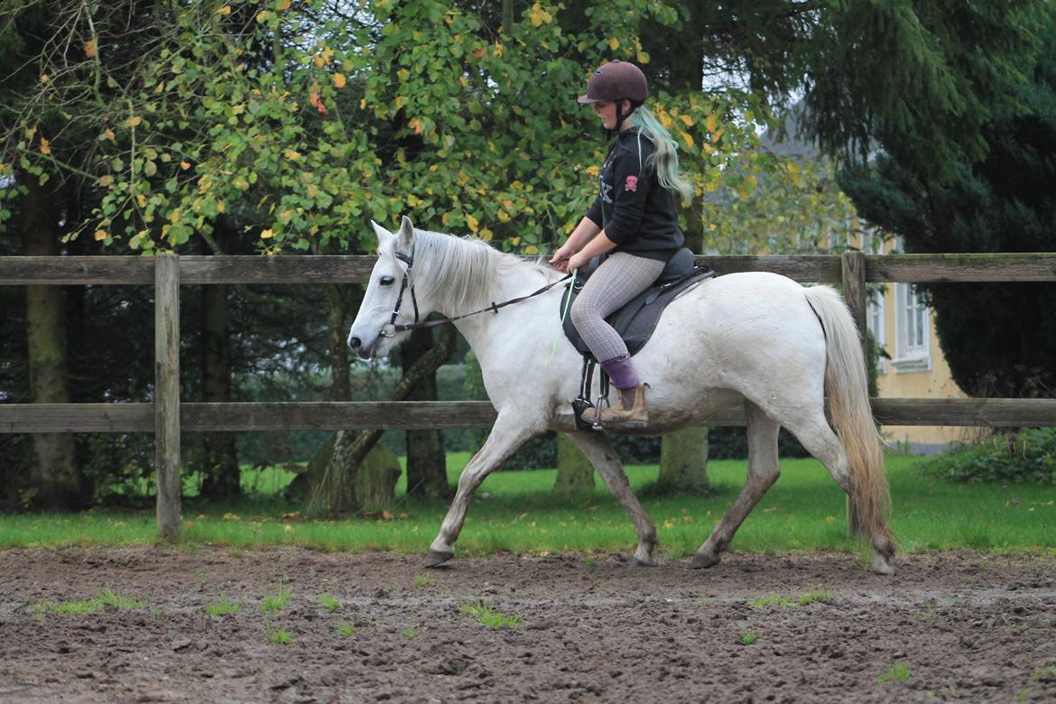 DSP Natash *Min soulmate&Dulle1* - 14-10-2014 Undervisning af Alberte billede 39