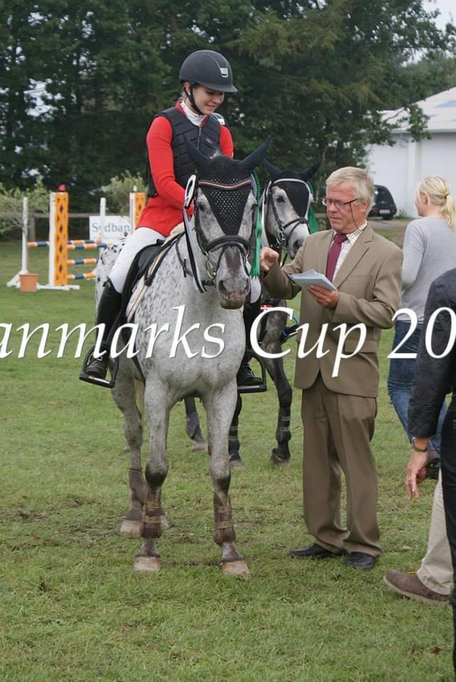 Knabstrupper Mistry<3 A pony billede 5